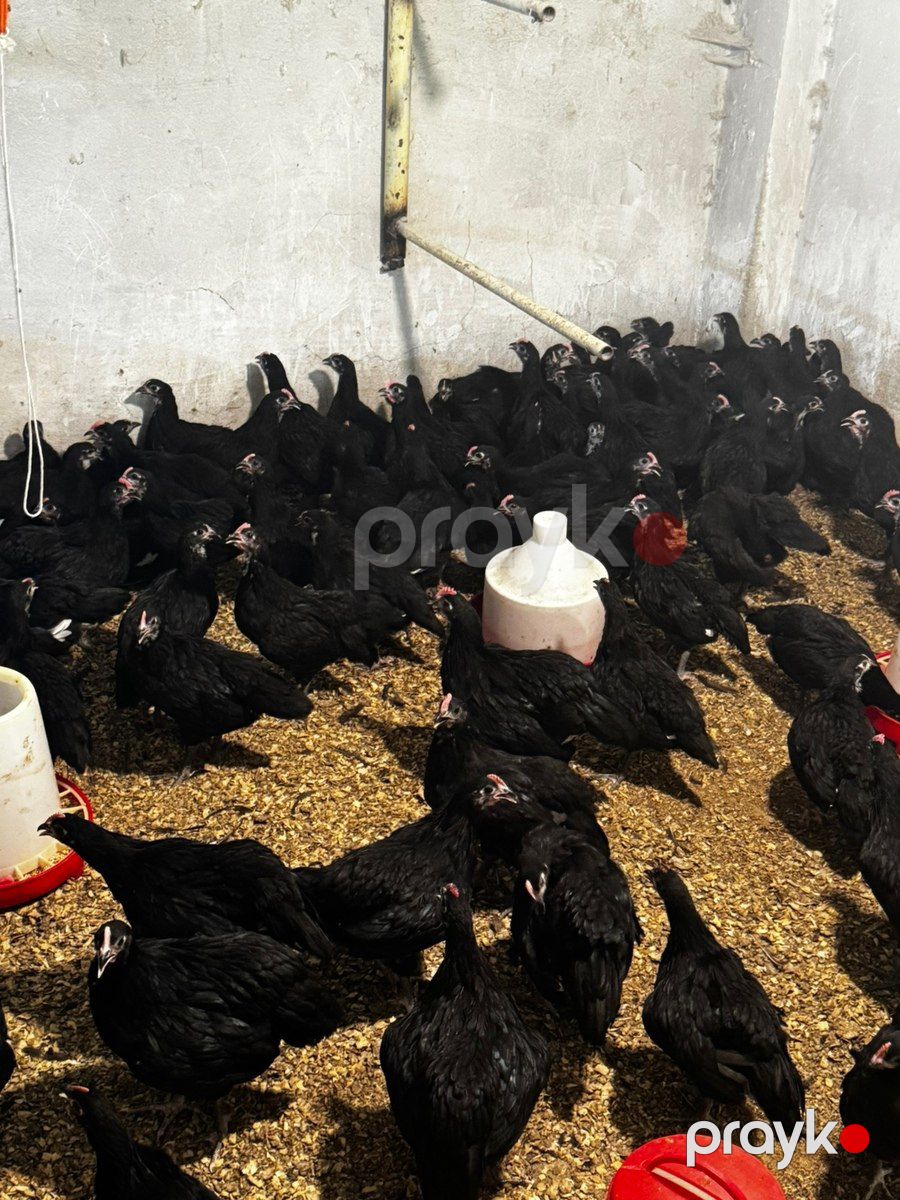 Avstralorp toyuqları — Quşlar, Bakı (10)