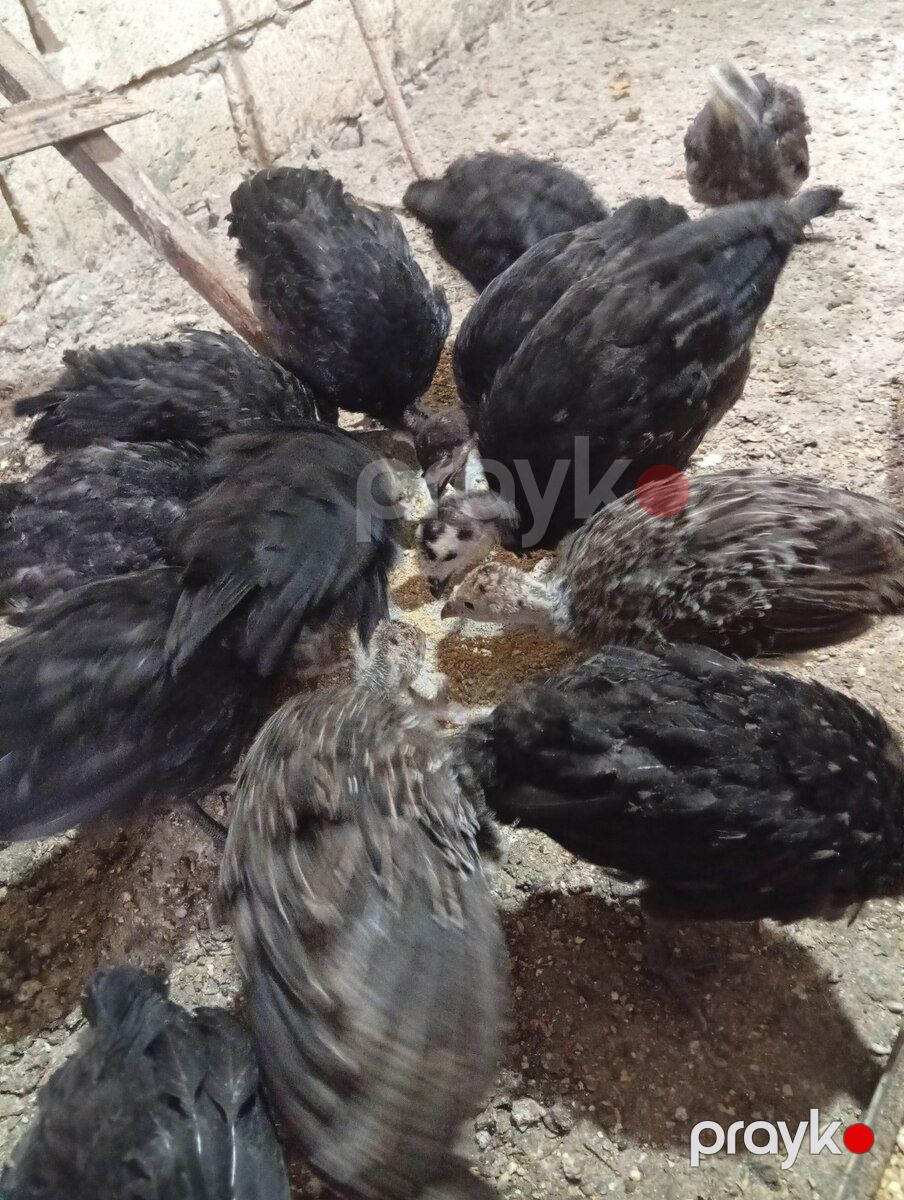 Bronz hinduşka balaları — Quşlar, Bakı (2)