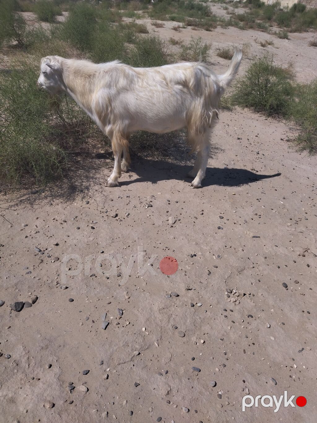 Erkək, il: 1, Damazlıq, Ünvandan götürmə — Kənd təsərrüfatı heyvanları, Digah (2)