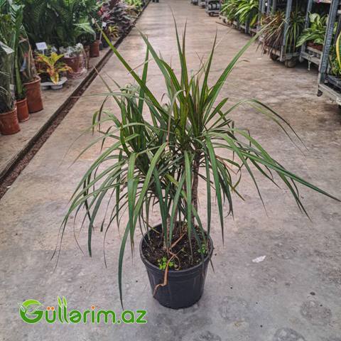 Dracaena Marginata (Drasena Marqinata) — Bitkilər