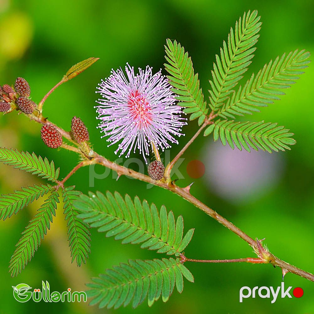 Utancaq Mimoza – Küsən Gül (Mimosa pudica) — Bitkilər, Bakı (4)