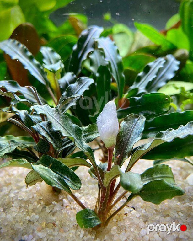 Akvarium bitkiləri — Akvariumlar və balıqlar, Xırdalan (6)