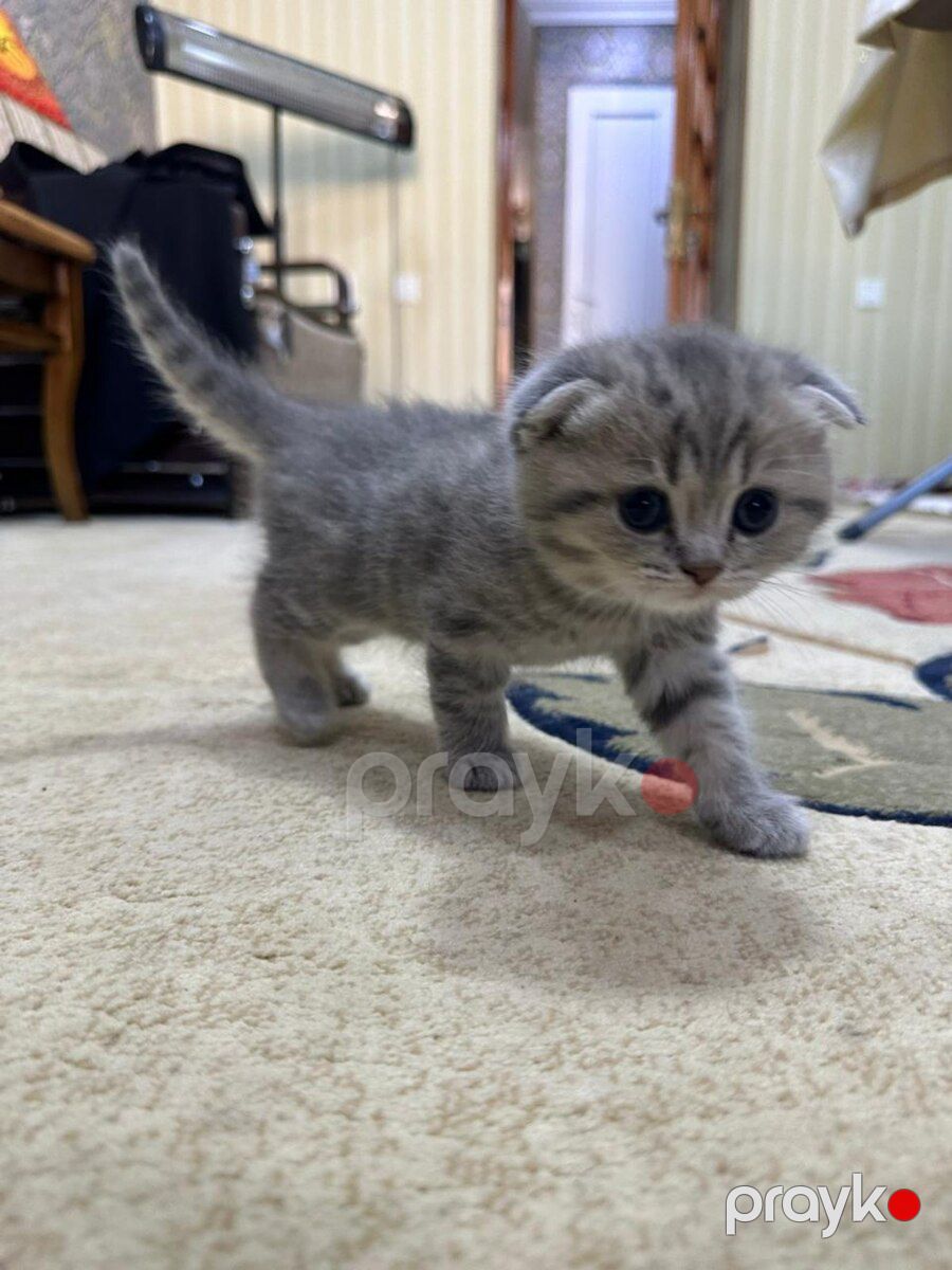 Шотландские котята — Pişiklər, Bakı (12)