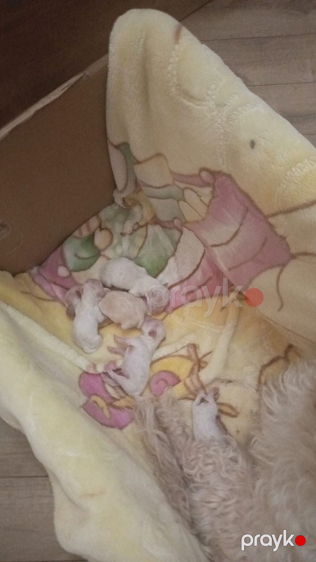Maltipoo (Maltese bişon) balaları – ağ, yumşaq və hipoallergen tüklü — Kənd təsərrüfatı heyvanları, Bakı (9)