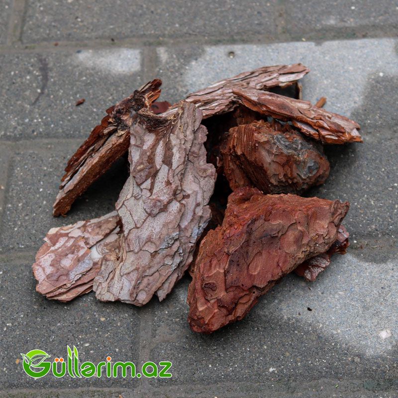 Şam qabığı - Ağac qabığı — Bağ dekorasiyası, Bakı