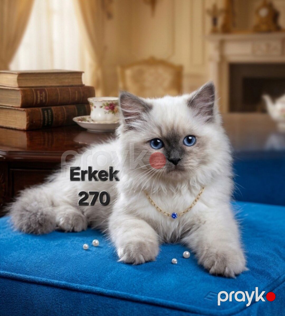 Şotland pişik balaları — Pişiklər, Bakı (5)