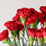 Qırmızı Qərənfil — Mallar