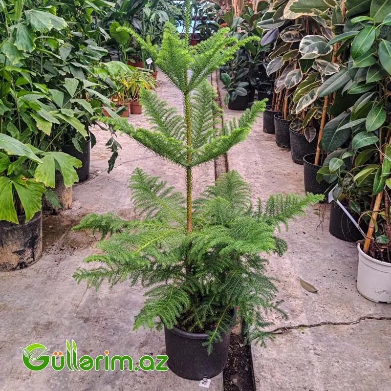 Araucaria (Norfolk Şamı) — Goods