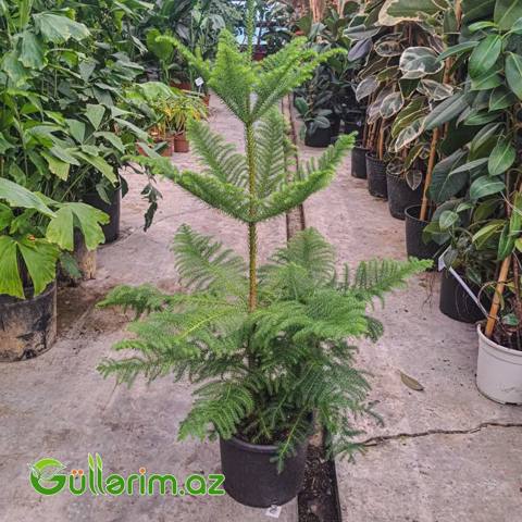 Araucaria (Norfolk Şamı) — Растения