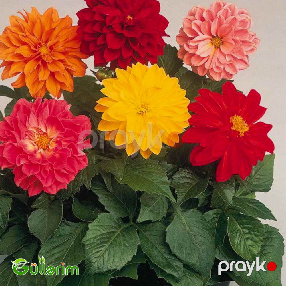 Georgin (Dahlia) — Bitkilər, Bakı (4)