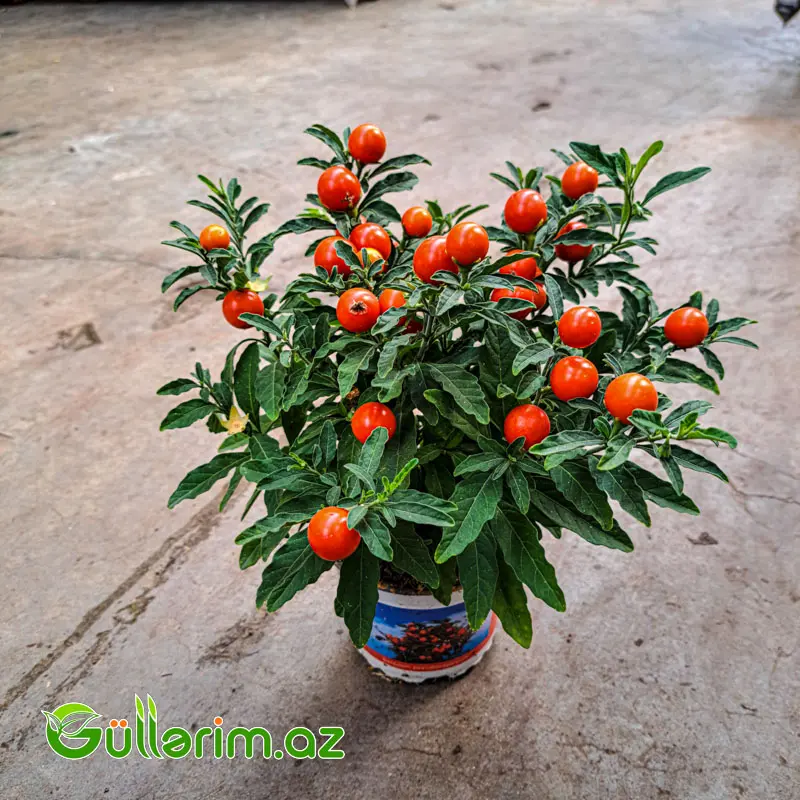 Qış Alması (Jerusalem Cherry)