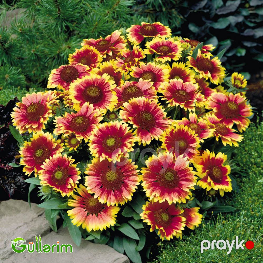 Qaylardiya - (Gaillardia) — Bitkilər, Bakı (5)