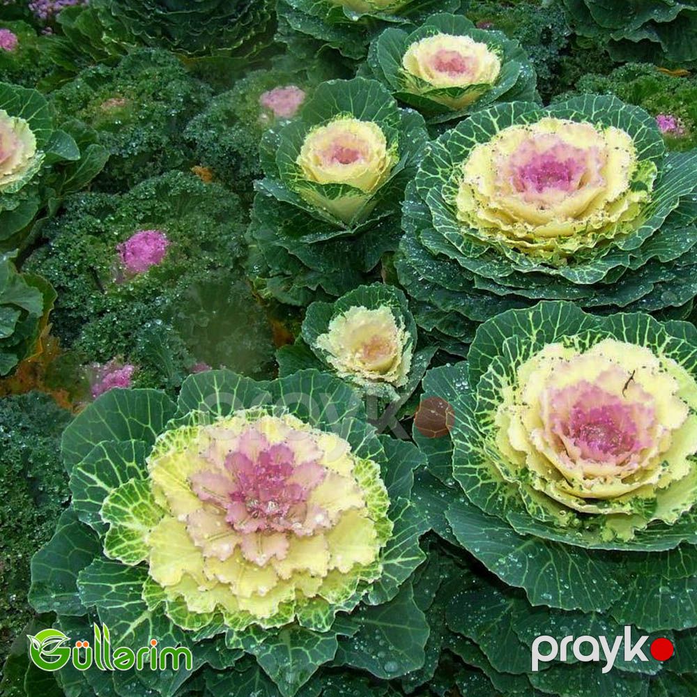 Dekorativ Kələm - (Brassica oleracea) — Bitkilər, Bakı (3)