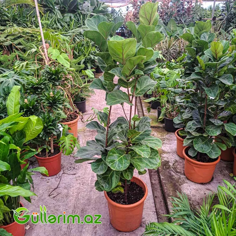 Ficus lyrata (Fikus lirata) — Goods