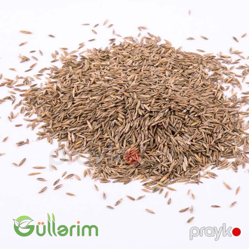 Almaniya Qazonu — Bitkilər, Bakı (2)
