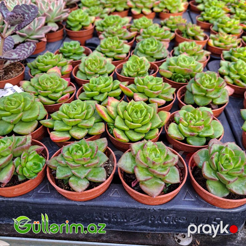 Sukulent (Echeveria növü) — Bitkilər, Bakı (2)