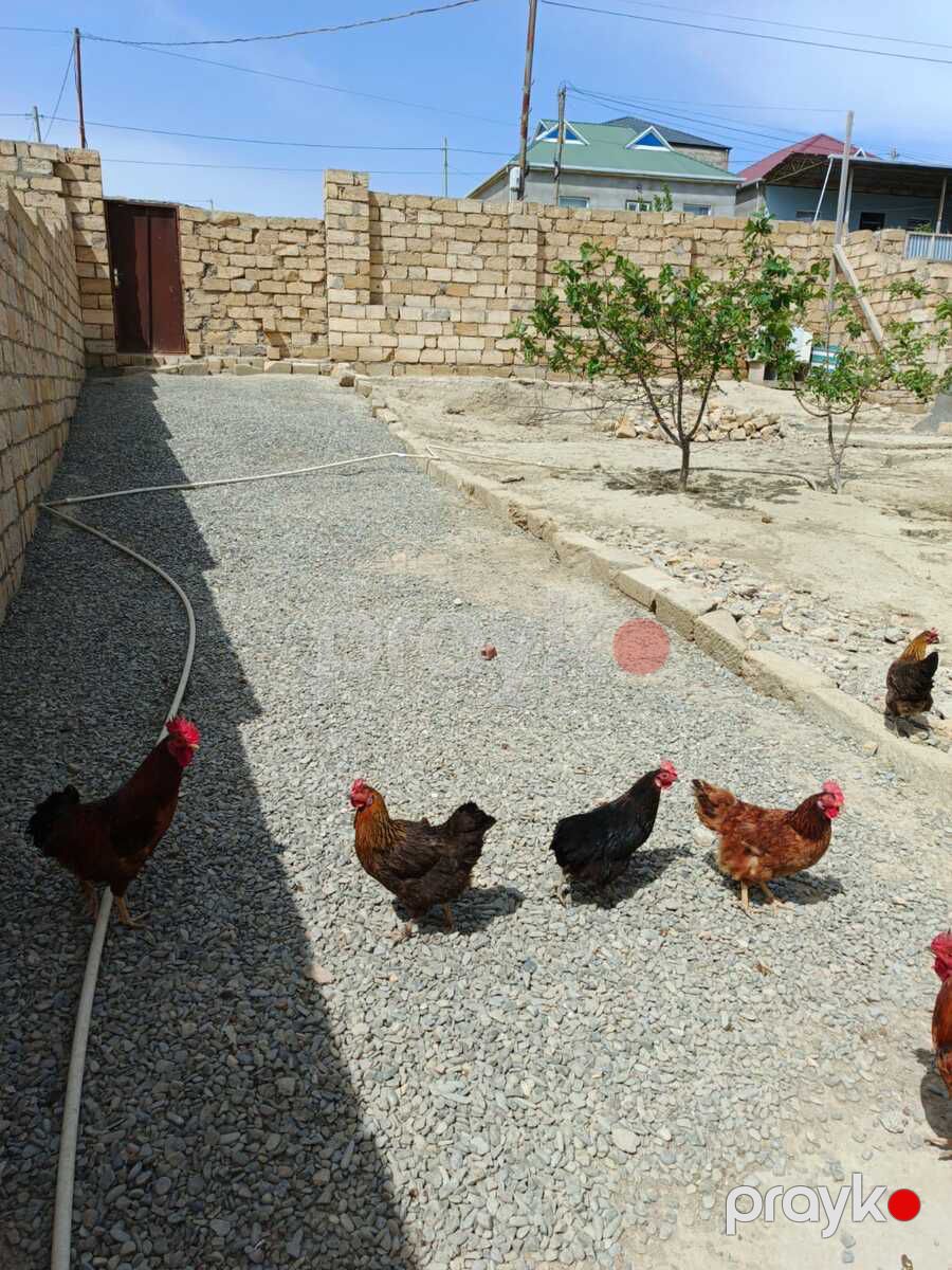 Satılır 3 otaqlı həyət evi/bağ evi 100 m² — Ev, villa, Bakı (9)