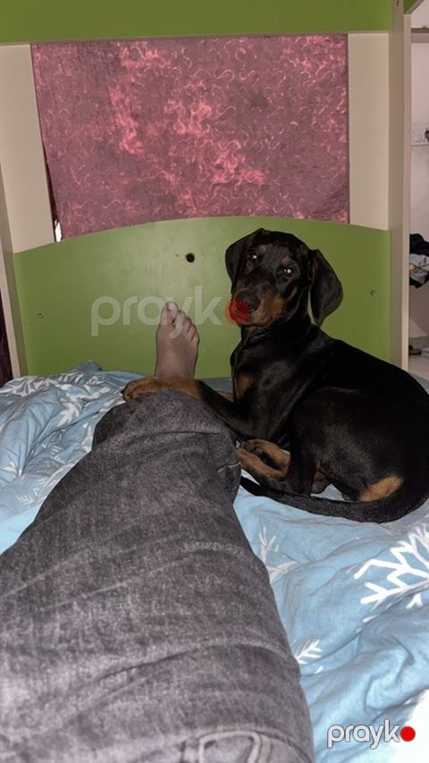 Doberman — Bakı