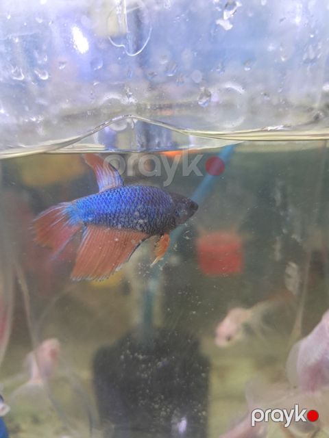 Betta balığı — Bakı