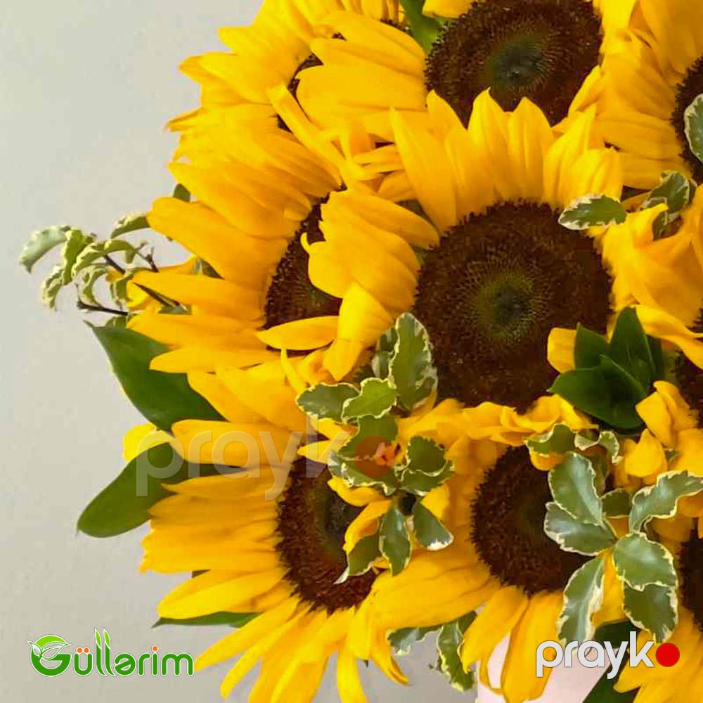 Helianthus (Bəzəkli Günəbaxan) — Bitkilər, Bakı (2)