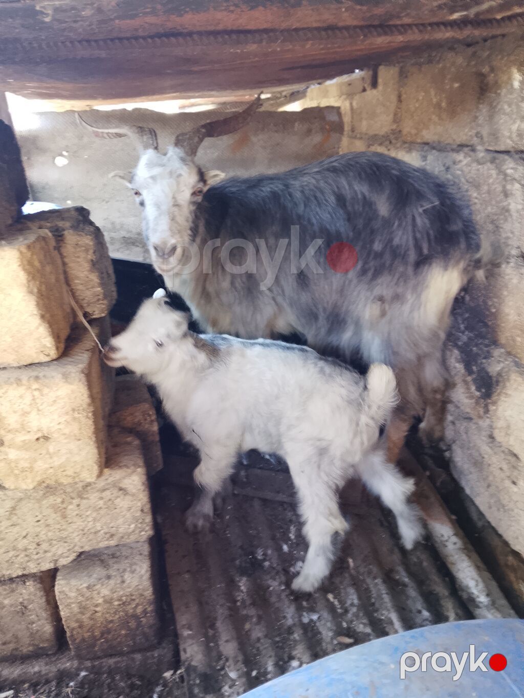 Məhsul: Qoyun-keçi təsərrüfatı üçün keçi ana və bala dəsti Təsvir — Kənd təsərrüfatı heyvanları, Masazır (2)