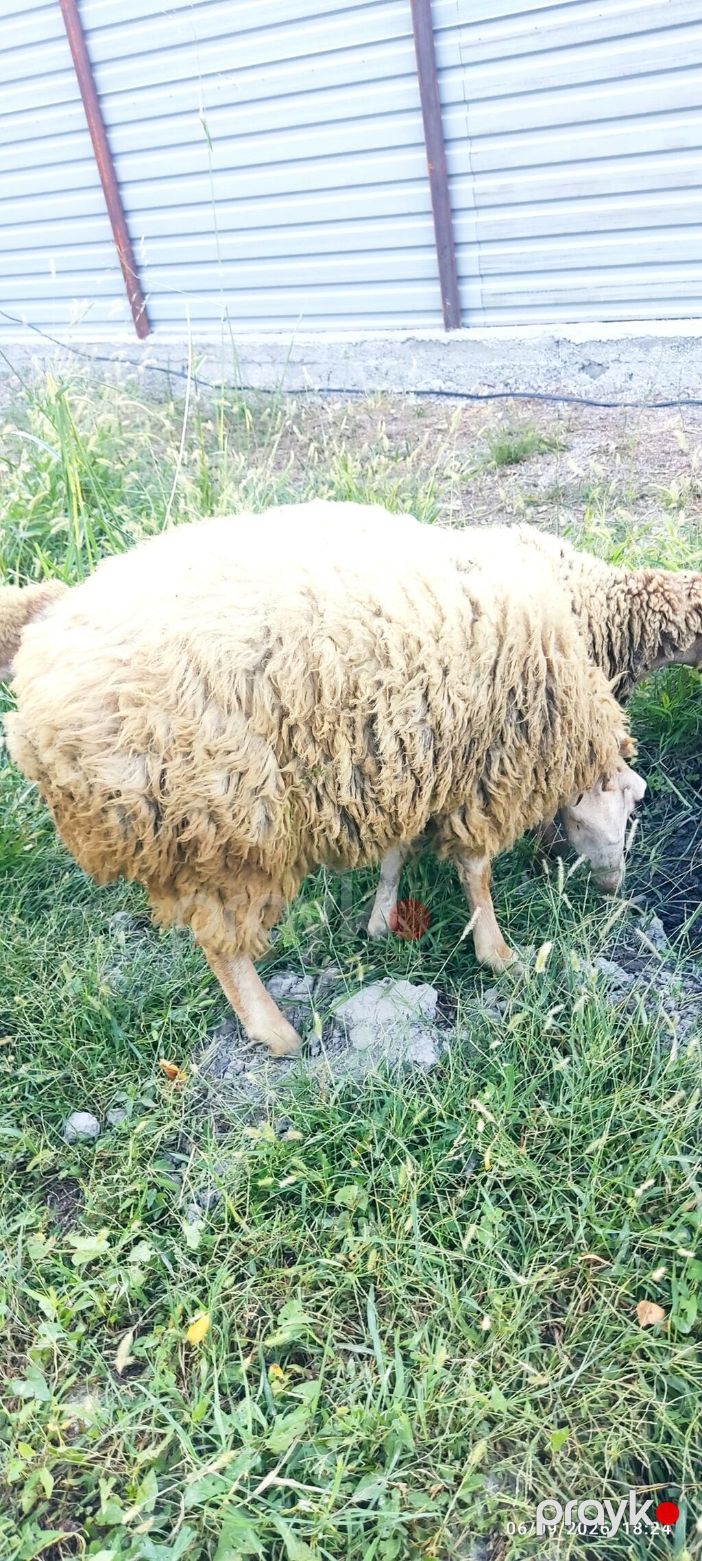1 erkək və 2 dişi quzu satılır. razılaşma yolu ilə — Kənd təsərrüfatı heyvanları, Ucar (3)