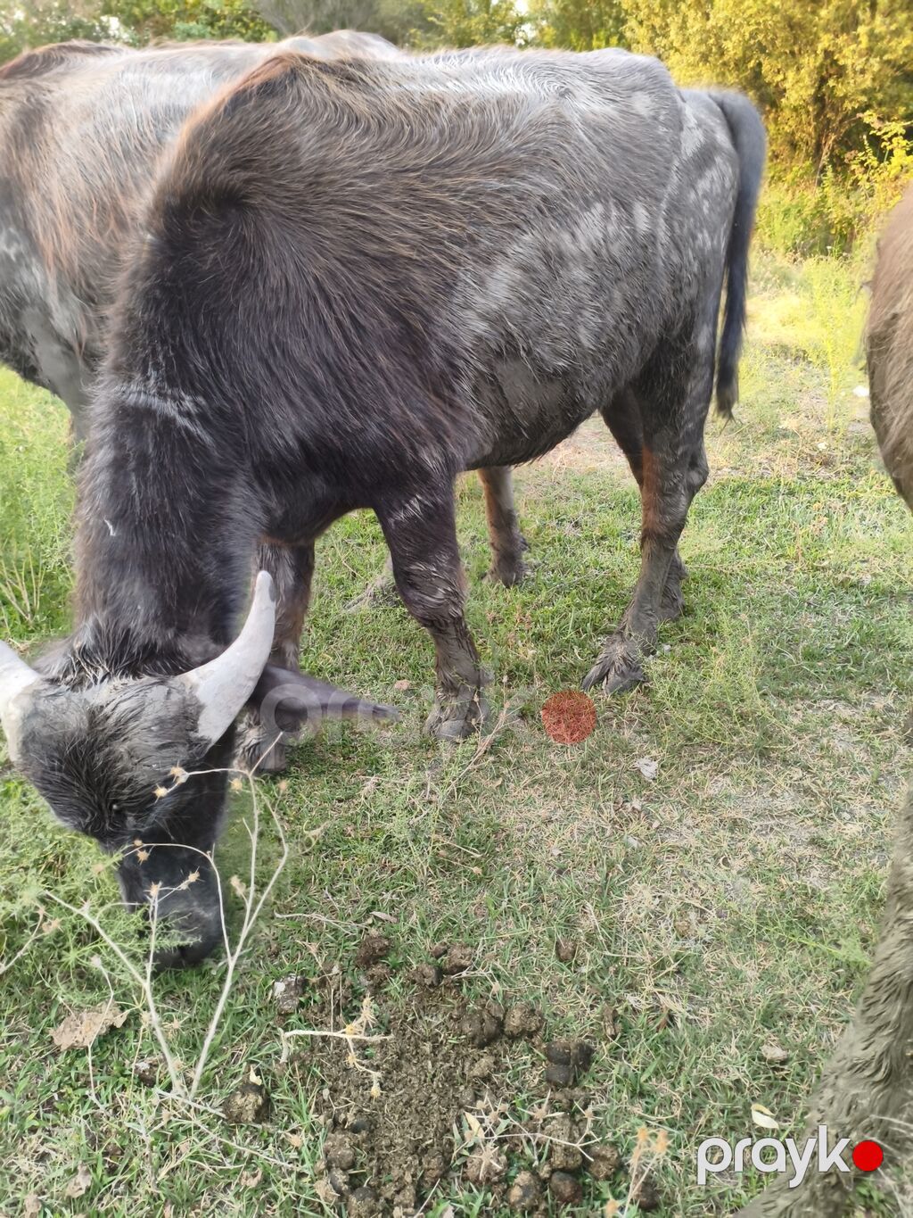 Erkək, il: 2, Damazlıq — Kənd təsərrüfatı heyvanları, Ağsu (2)