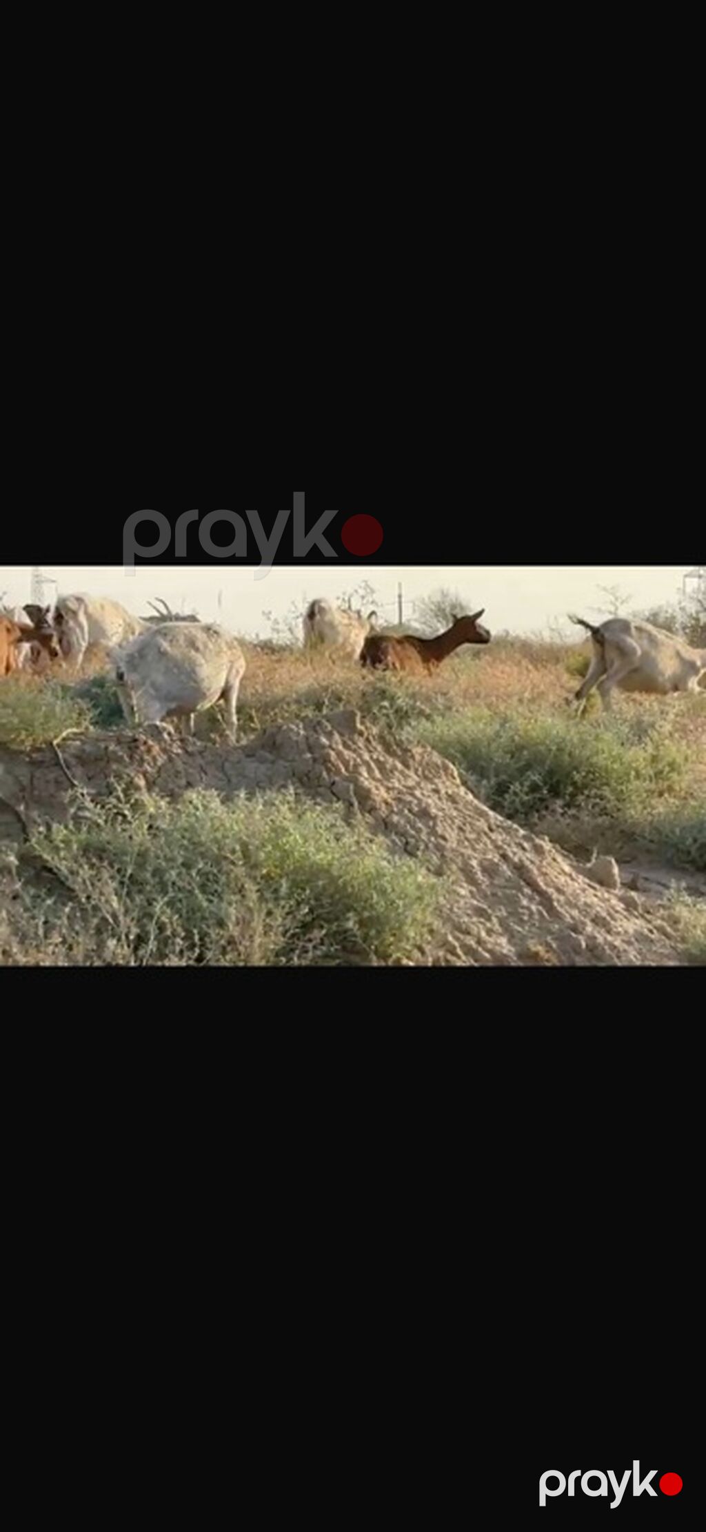 Agribal alpin ober(H) sanen 3 ed ana oberhas 6 ed sanen 1 ed ana heleb — Kənd təsərrüfatı heyvanları, Sumqayıt (6)