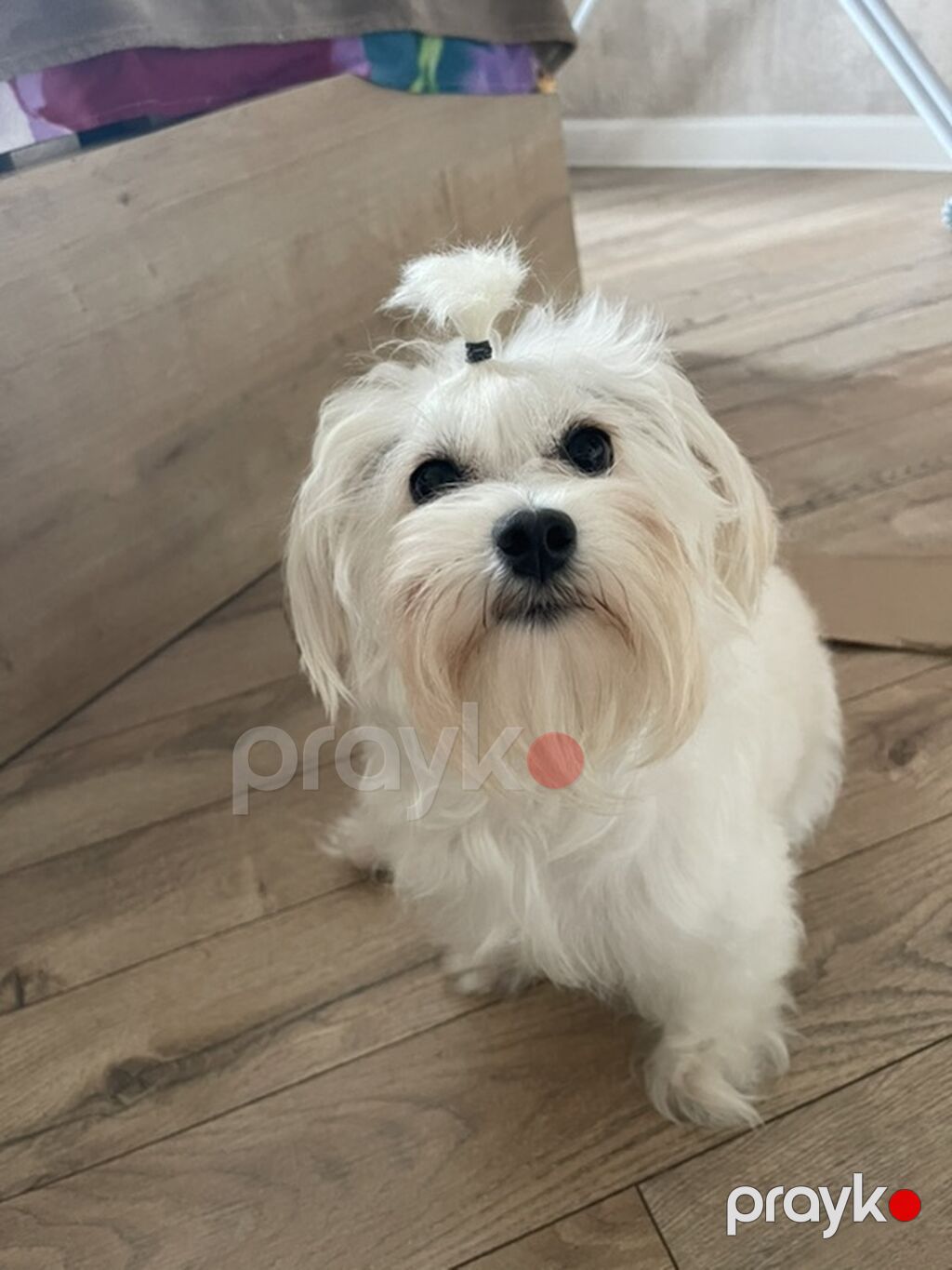 Maltipoo (Maltese bişon) balaları – ağ, yumşaq və hipoallergen tüklü — Kənd təsərrüfatı heyvanları, Bakı (2)