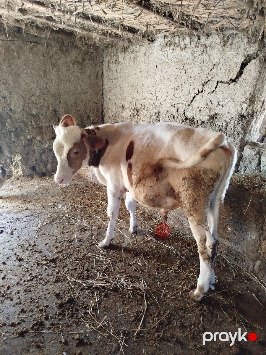 Dana — Kənd təsərrüfatı heyvanları, Xaçmaz (3)