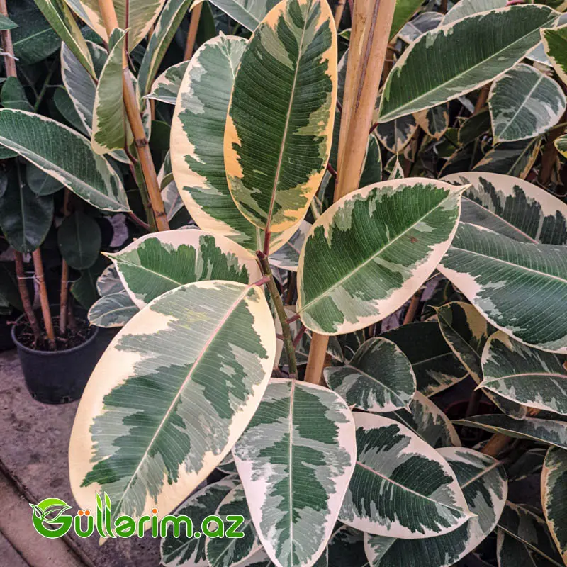Ficus Elastica (Fikus elastika) — Bitkilər, Bakı (3)
