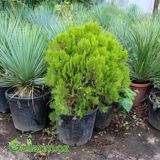 Tuya (Thuja orientalis) — Ürünler