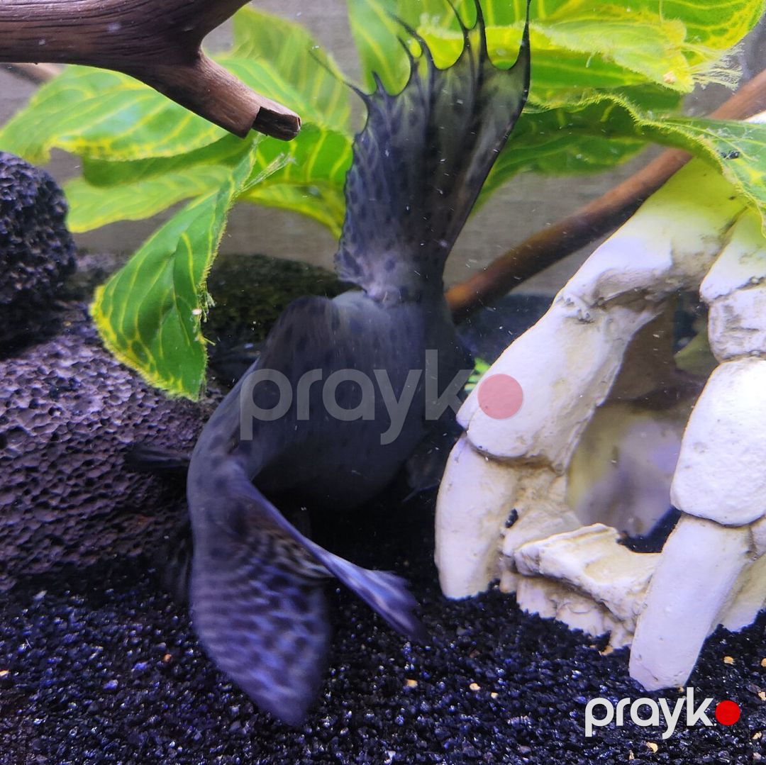 Synodontis Eupterus Pişik Balığı — Akvariumlar və balıqlar, Bakı (2)