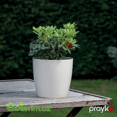 Plastik Dibçək 09 — Bağ dekorasiyası, Bakı (3)