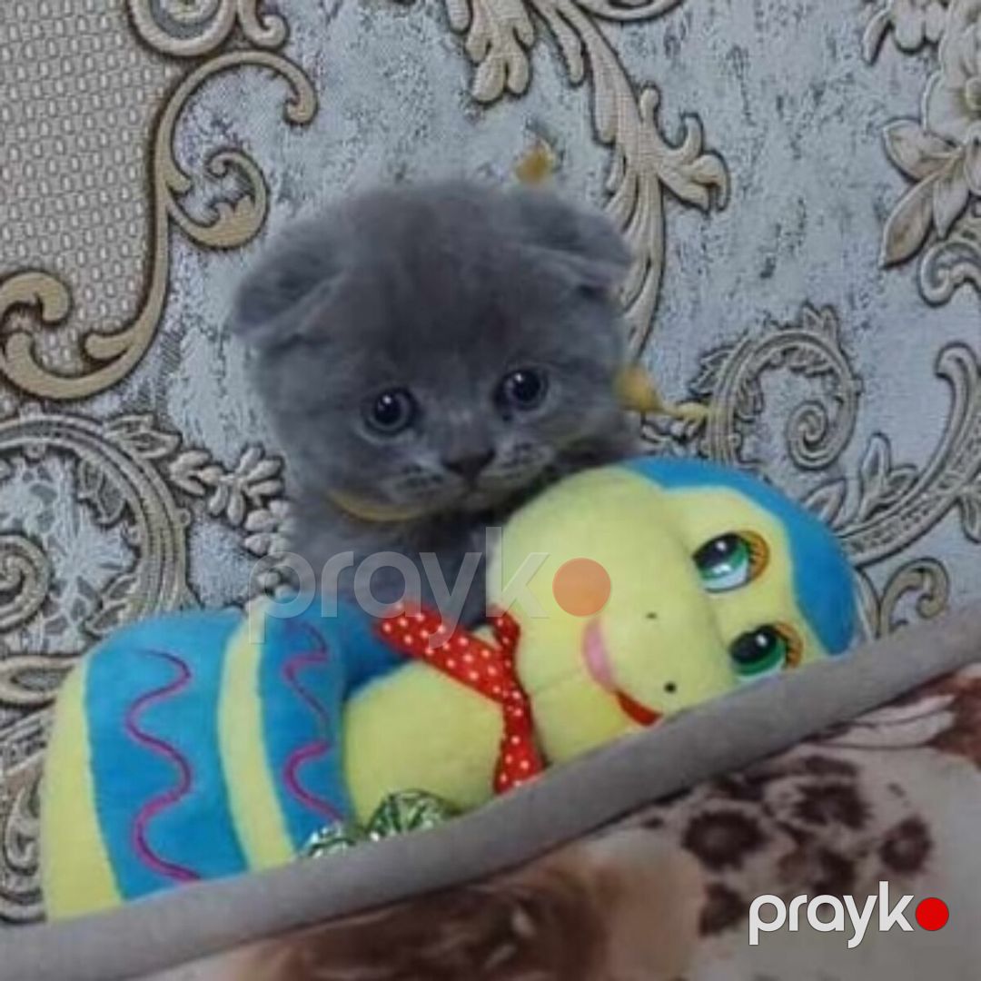 Шотландские котята — Pişiklər, Bakı (9)
