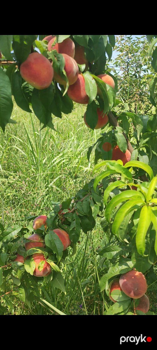 243 sot torpaq sahəsi, Mingəçevir ş — Torpaq, Mingəçevir (3)