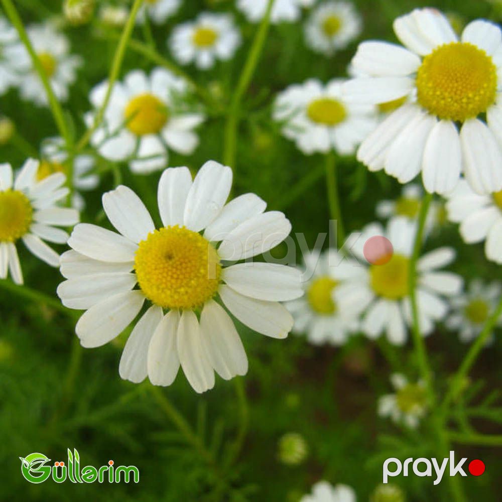 Çobanyastığı (Matricaria) — Bitkilər, Bakı (4)