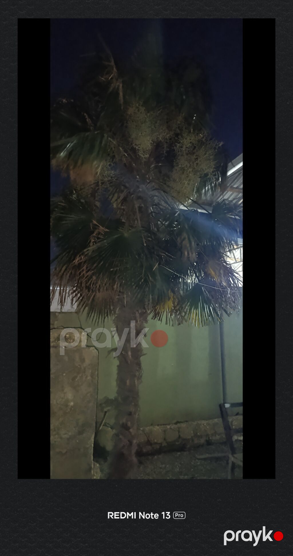 Xurma/Palma ağacı – dekorativ landşaft üçün - Növ: Fan palm — Ağaclar və fidan, Digah (2)