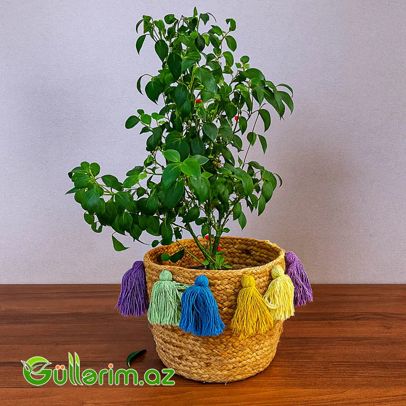 Toxunma Səbət — Bağ dekorasiyası, Bakı (2)