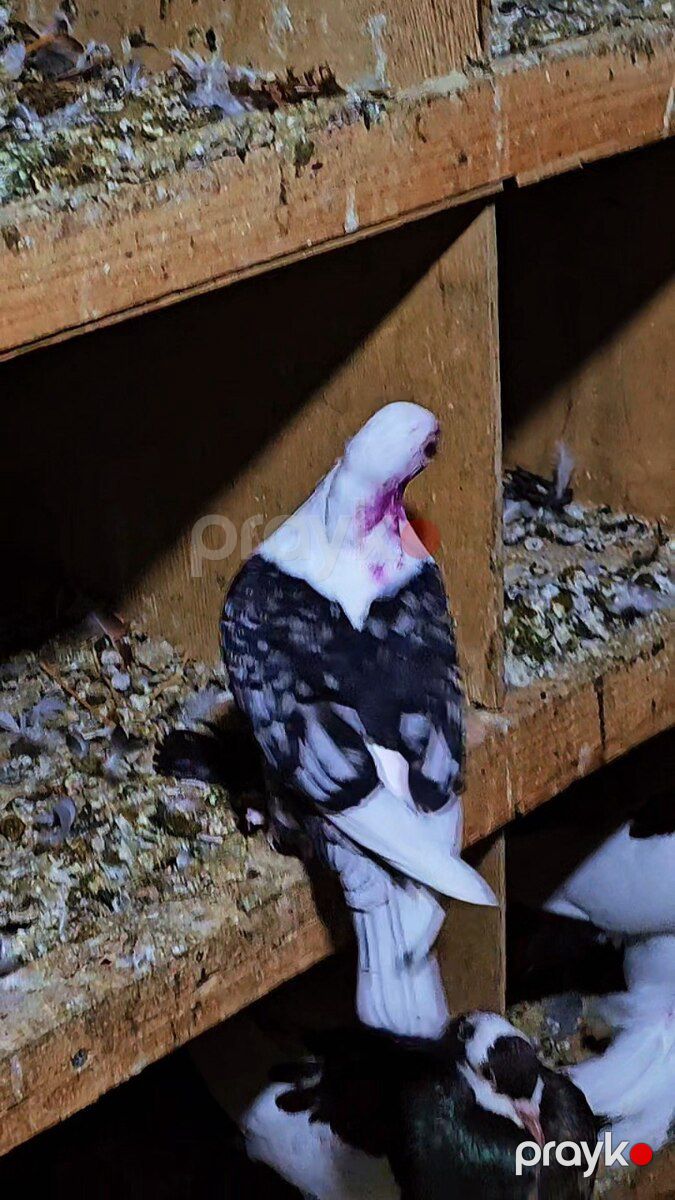 Göyərçin — Quşlar, Bakı (2)