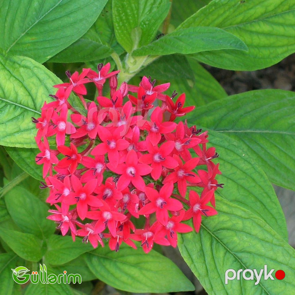 Pentas (Pentas lanceolata) — Bitkilər, Bakı (3)
