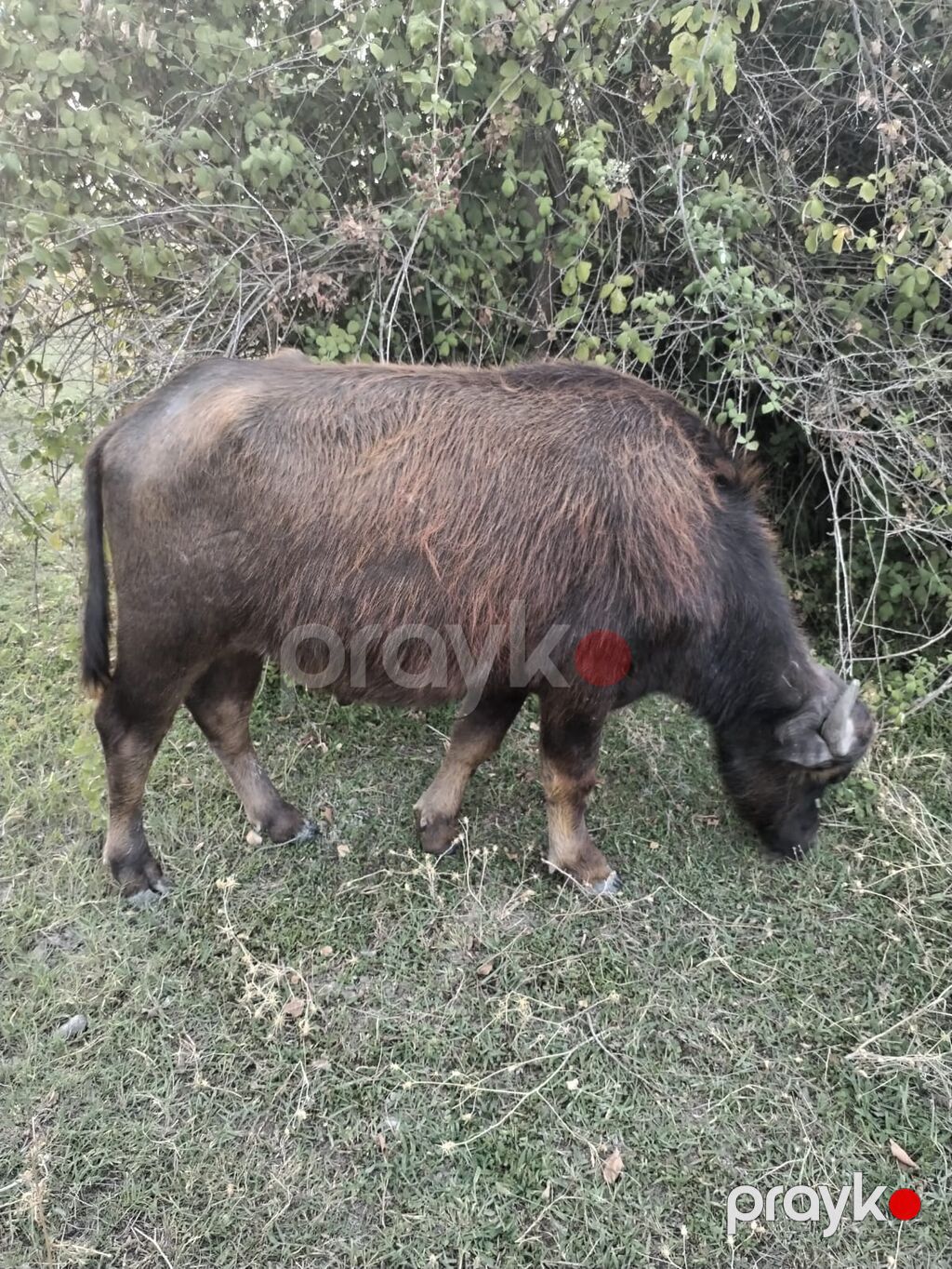 Erkək, il: 2, Damazlıq — Kənd təsərrüfatı heyvanları, Ağsu (5)