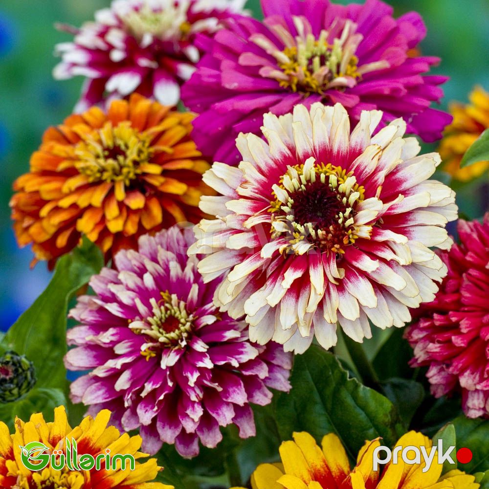 Zinnia (Zinnia elegans) — Bitkilər, Bakı (3)