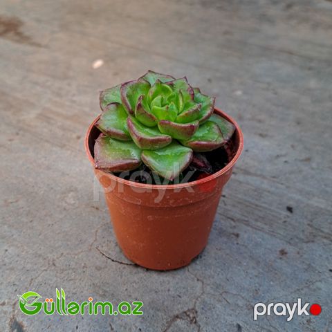 Sukulent (Echeveria növü)
