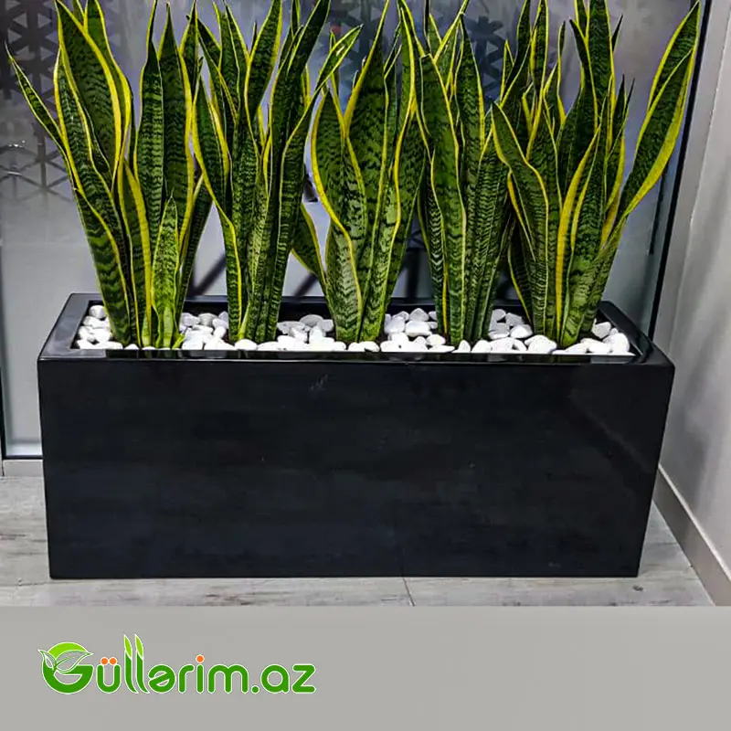 FiberGlass dibçək 80*50*30 sm (Fiber dibcek) — Bağ dekorasiyası, Bakı (3)