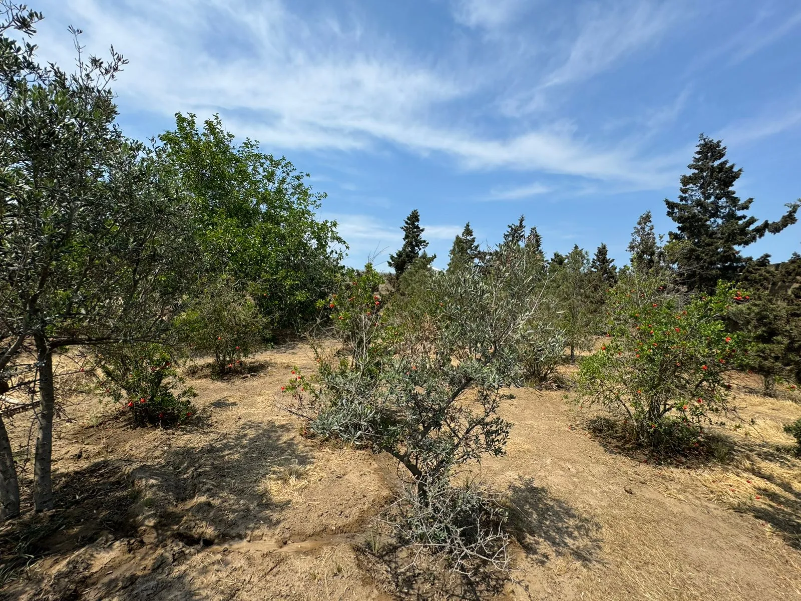 Şüvəlan, Torpaq satılır - 14 sot — Torpaq, Bakı (7)