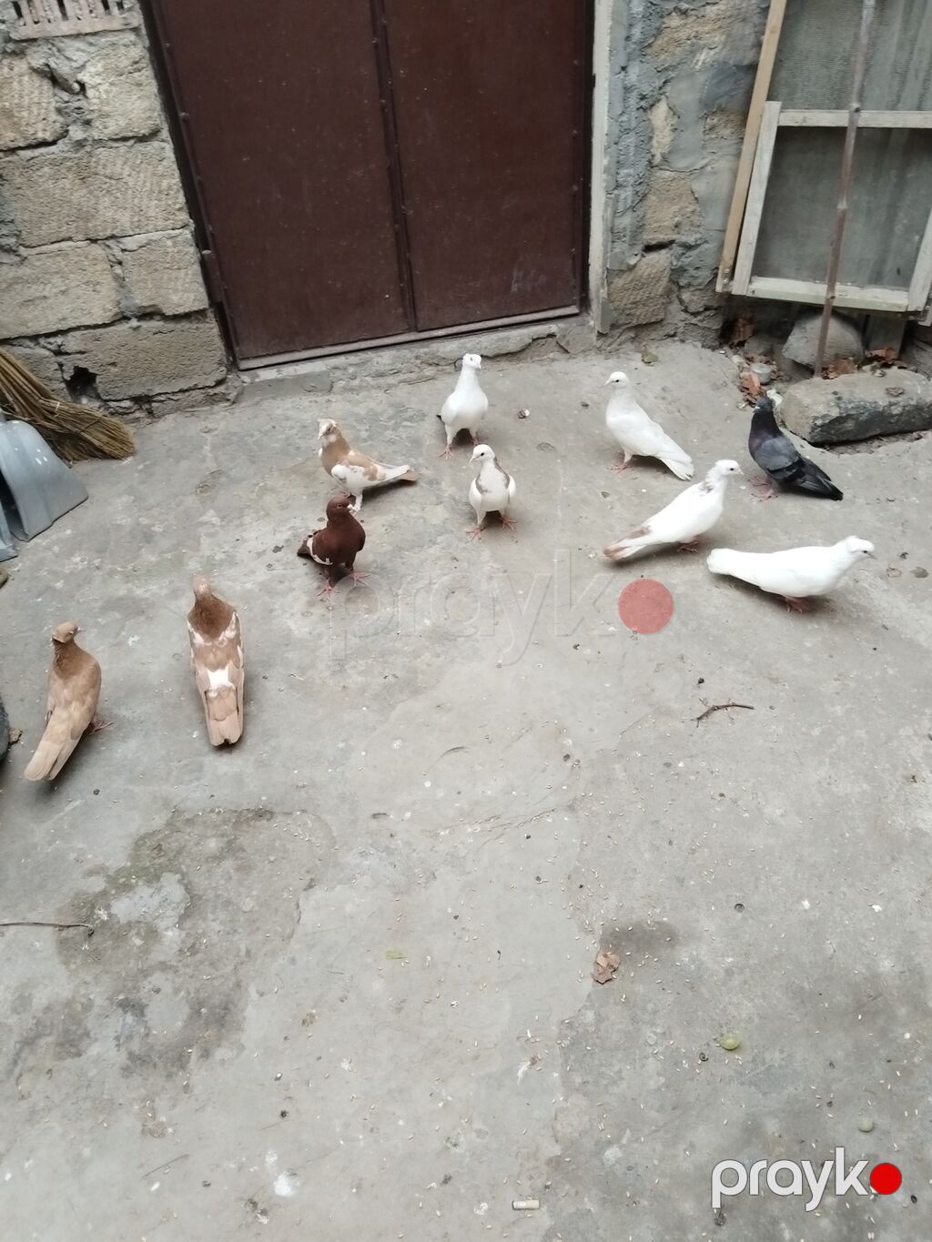 Satıllr 10 quş 100 manat gəncə — Göyərçin, Gəncə (8)