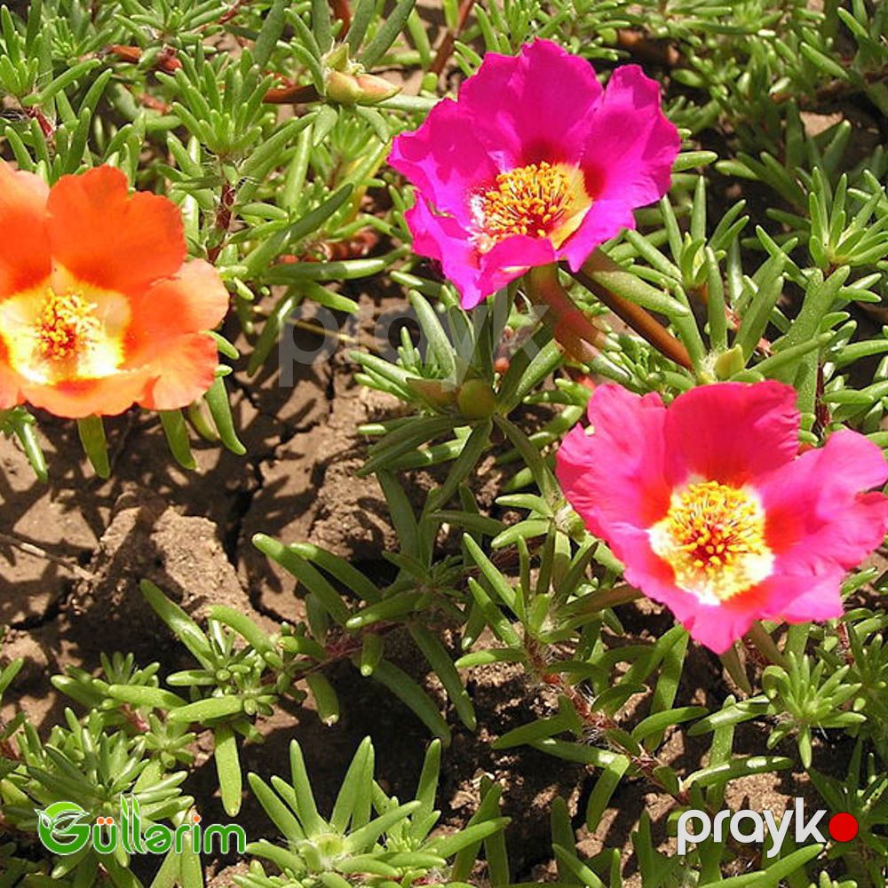 Portulak (Portulaca grandiflora) — Bitkilər, Bakı (3)