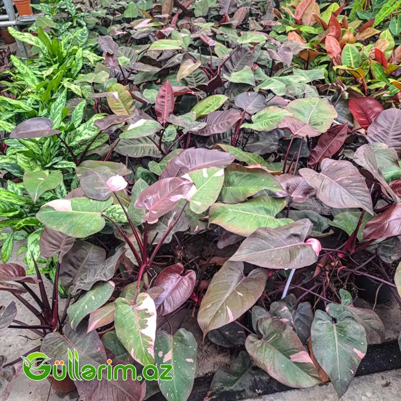Philodendron (Filodendron) - Qara yarpaq — Bitkilər, Bakı (3)