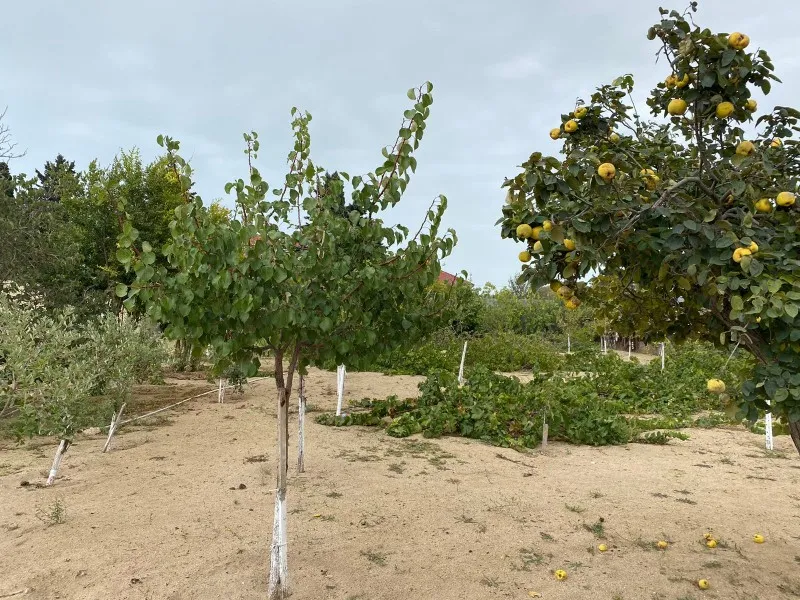 Mərdəkan, Torpaq satılır - 24 sot — Torpaq, Bakı (8)